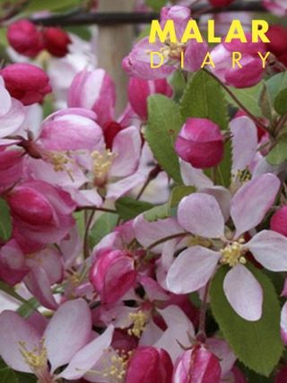 Malar Diary - February 2026