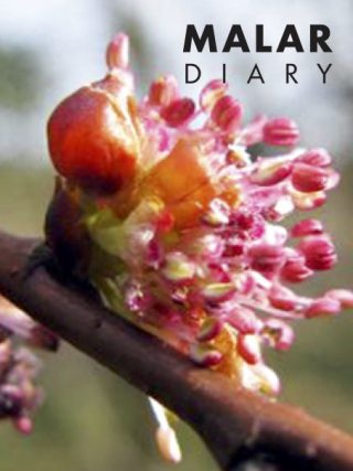 Malar Diary - March 2026