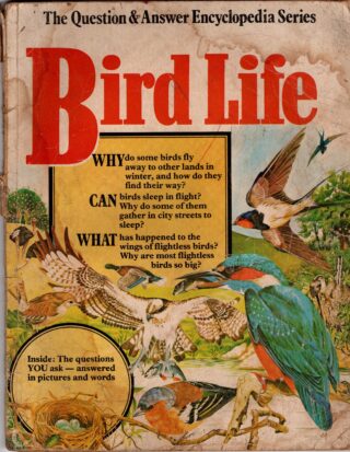 bird life