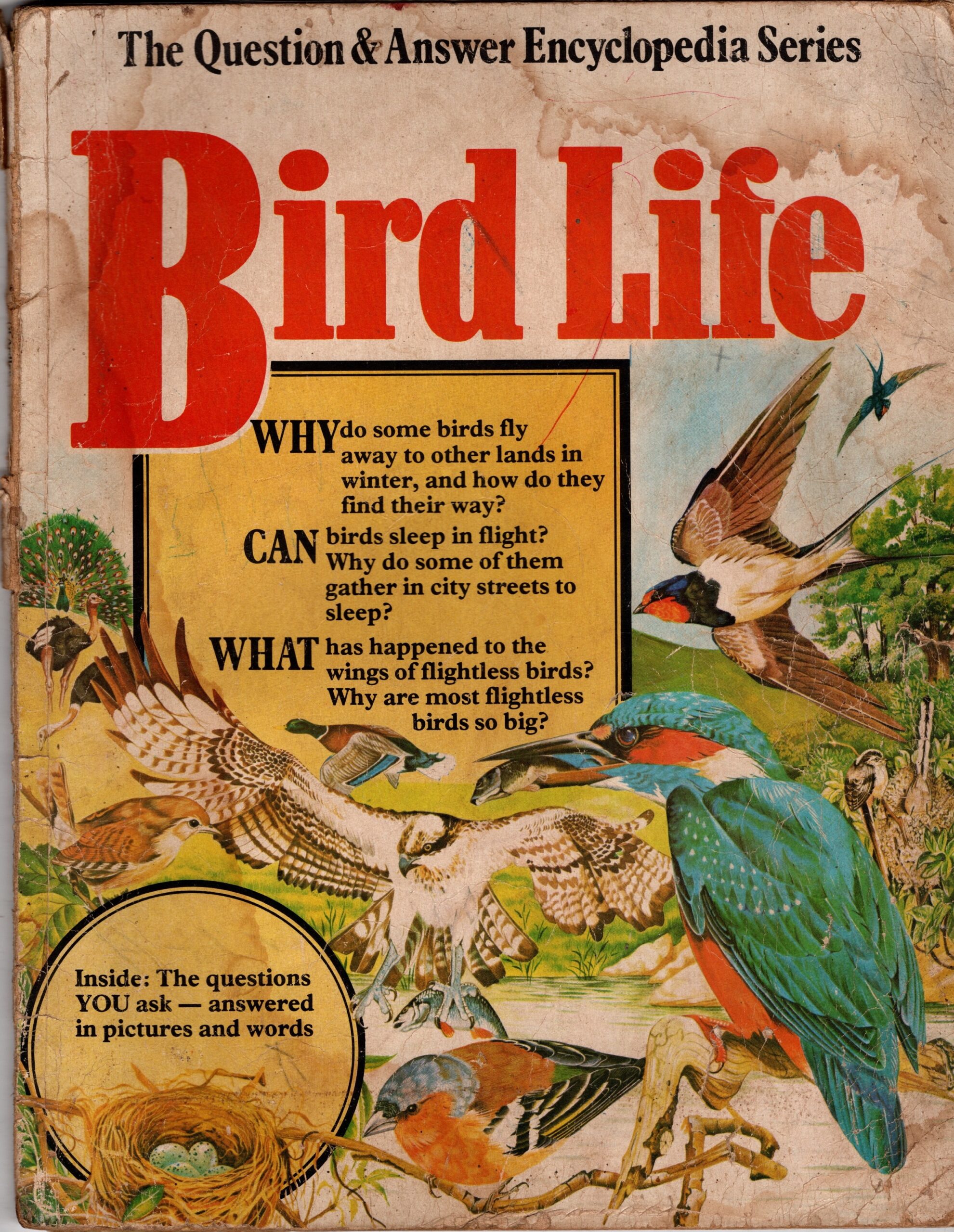 bird life